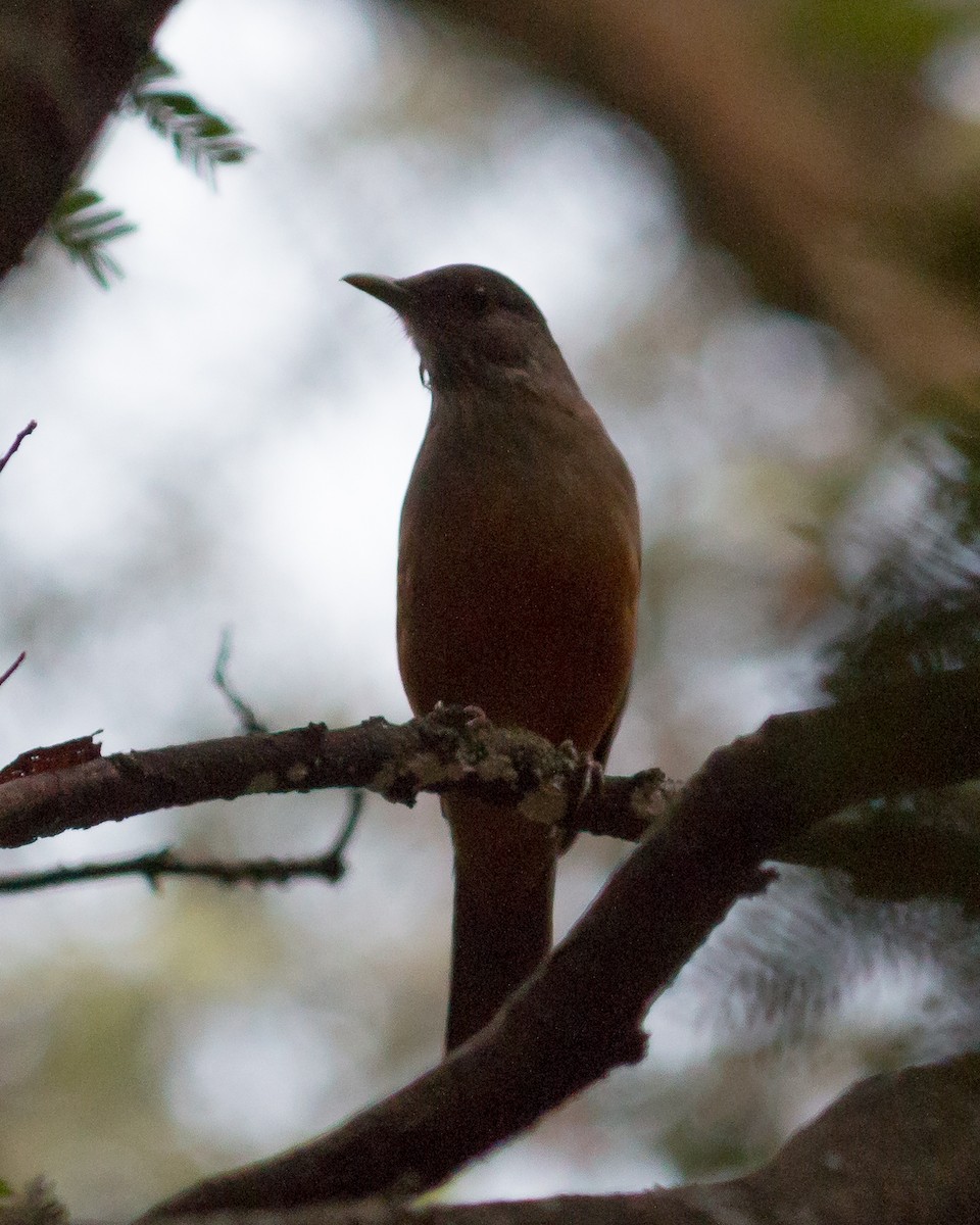 Rufous-bellied Thrush - Felipe Gulin