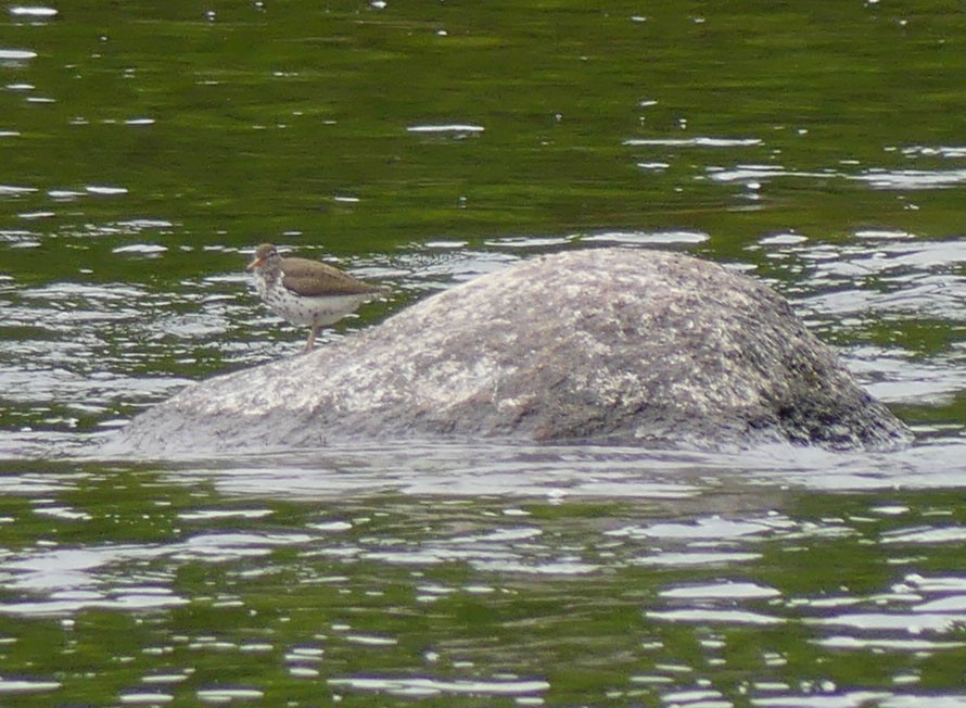 Spotted Sandpiper - Sharon Fitzgerald