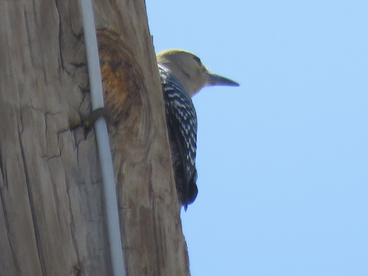 Gila Woodpecker - ML619300961