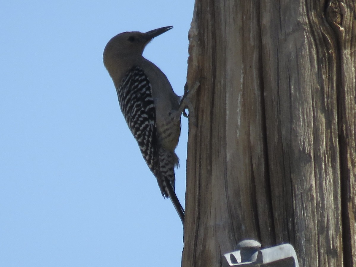 Gila Woodpecker - ML619300962