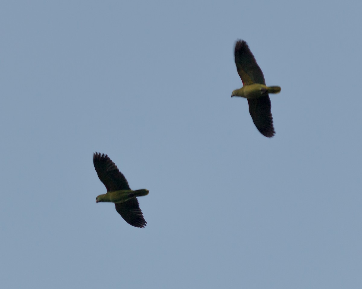 Turquoise-fronted Parrot - Felipe Gulin