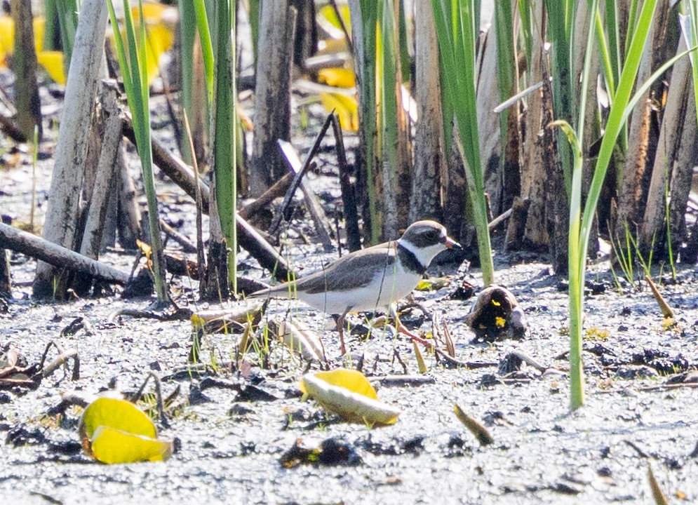 Semipalmated Plover - ML619300991