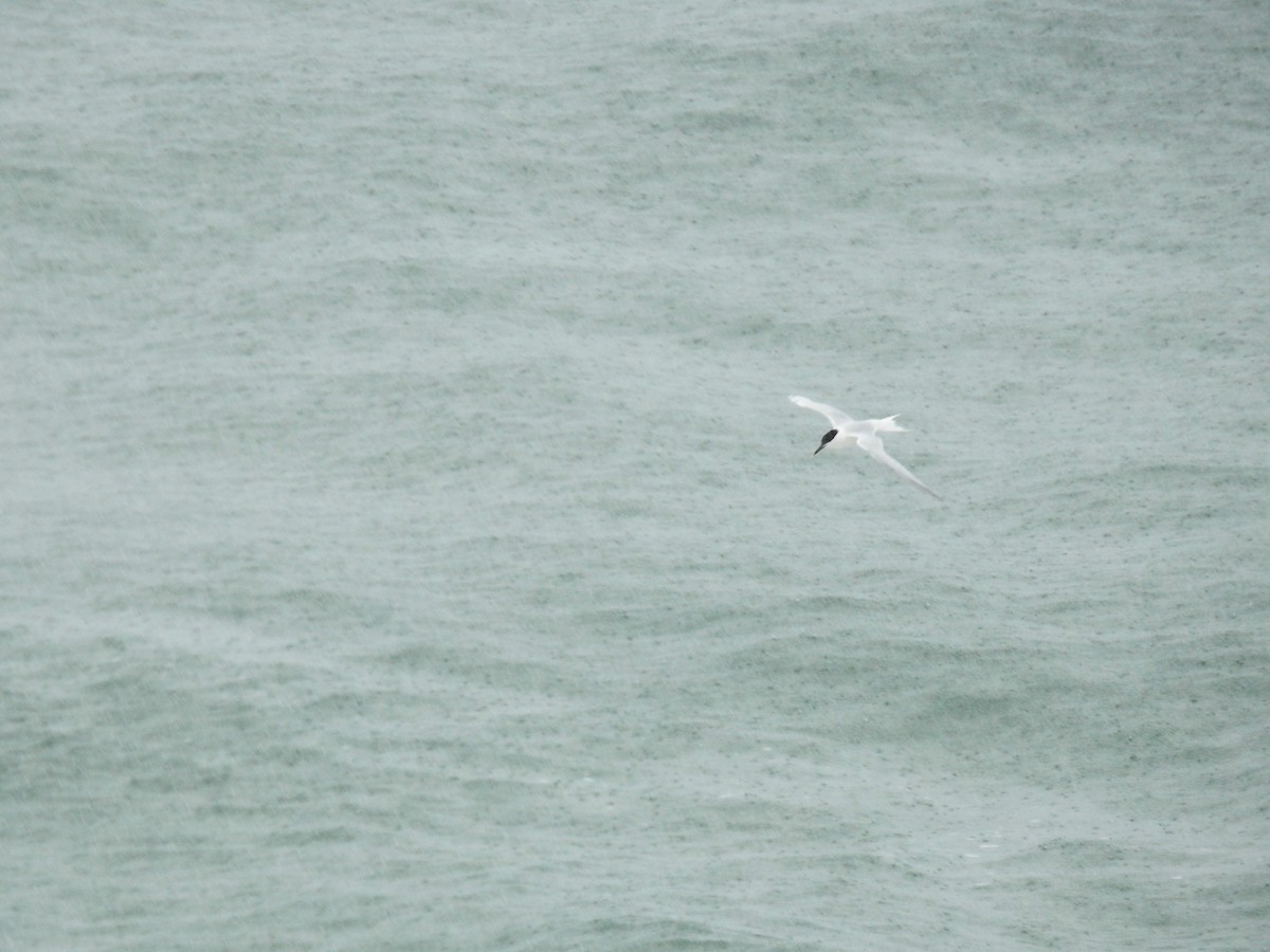 Sandwich Tern - Caden Williams