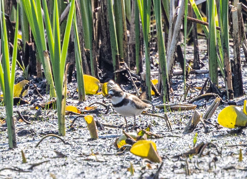 Semipalmated Plover - ML619301001