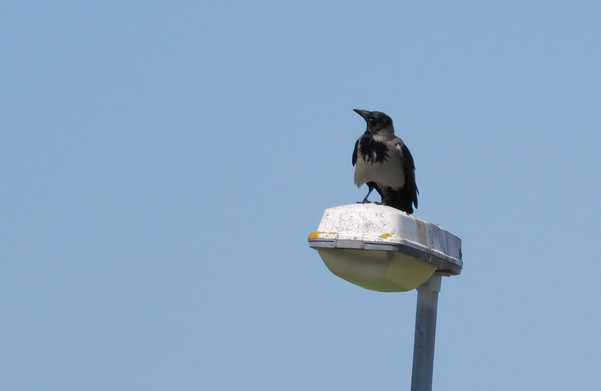 Hooded Crow - ting zou