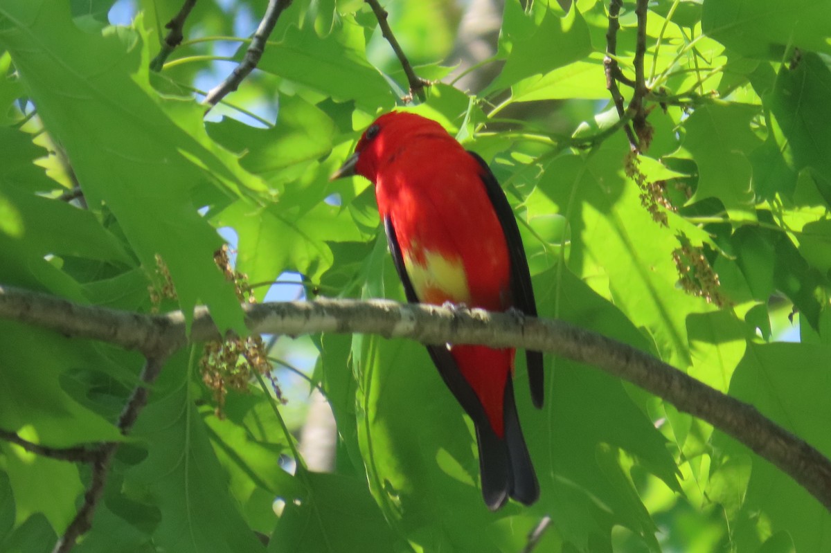 Scarlet Tanager - ML619301009