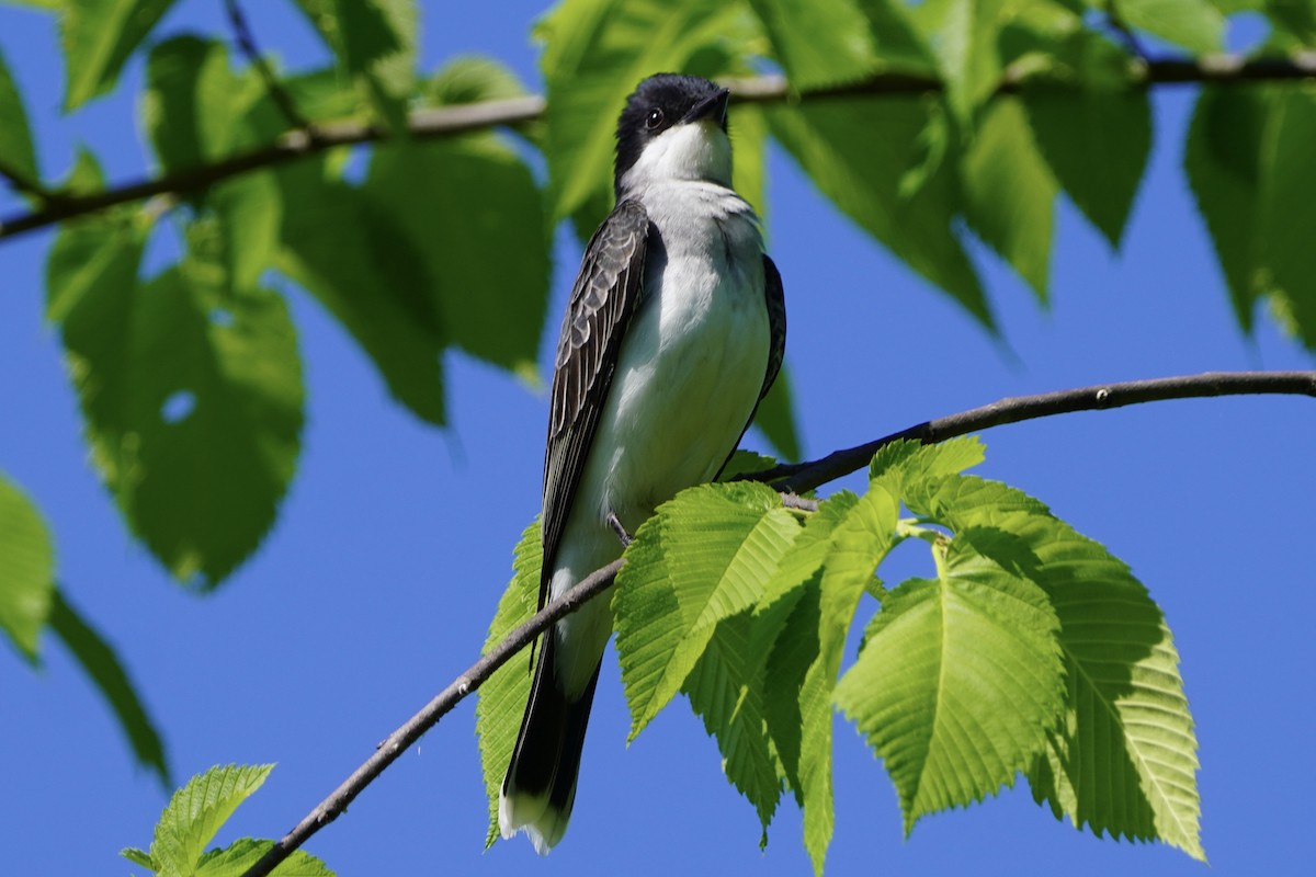 Eastern Kingbird - Greg Hertler