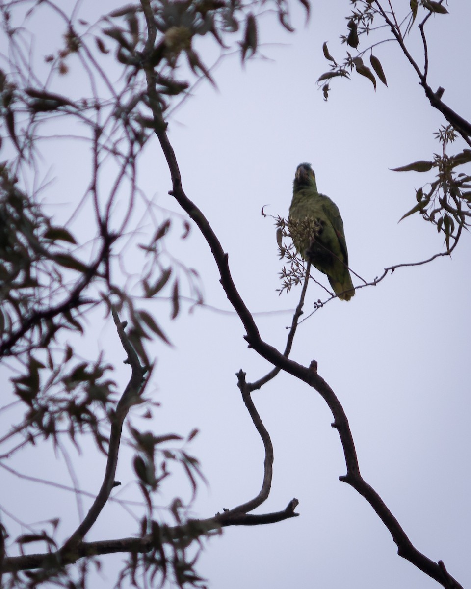 Turquoise-fronted Parrot - Felipe Gulin