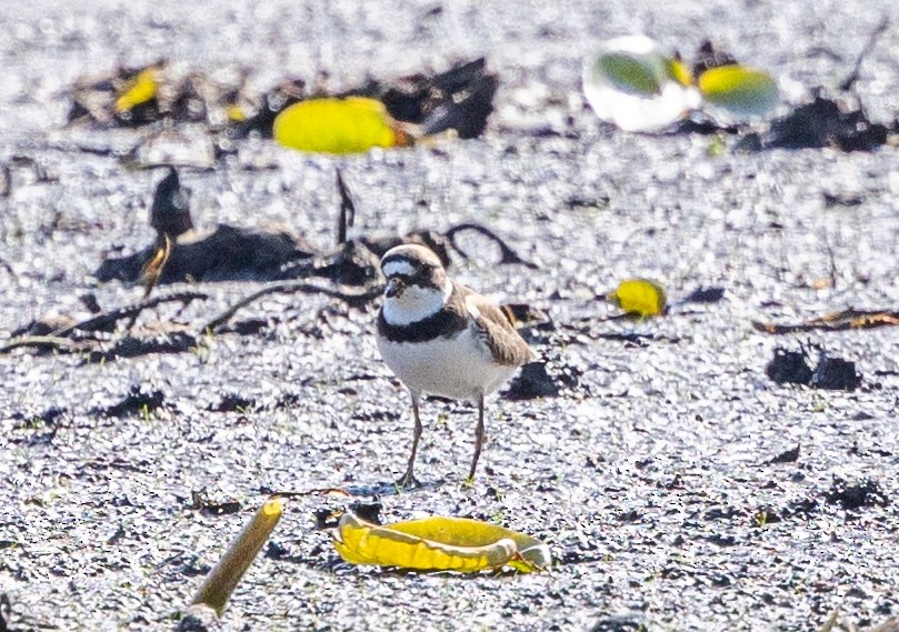 Semipalmated Plover - ML619301020