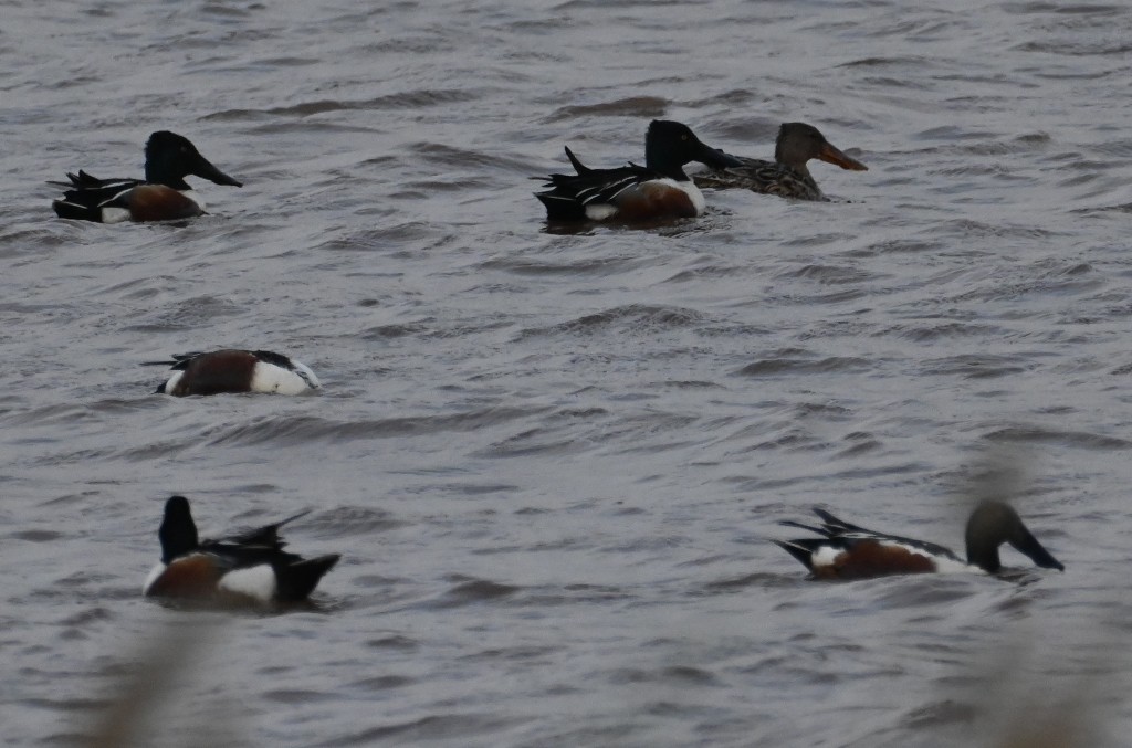 Northern Shoveler - ML619301029