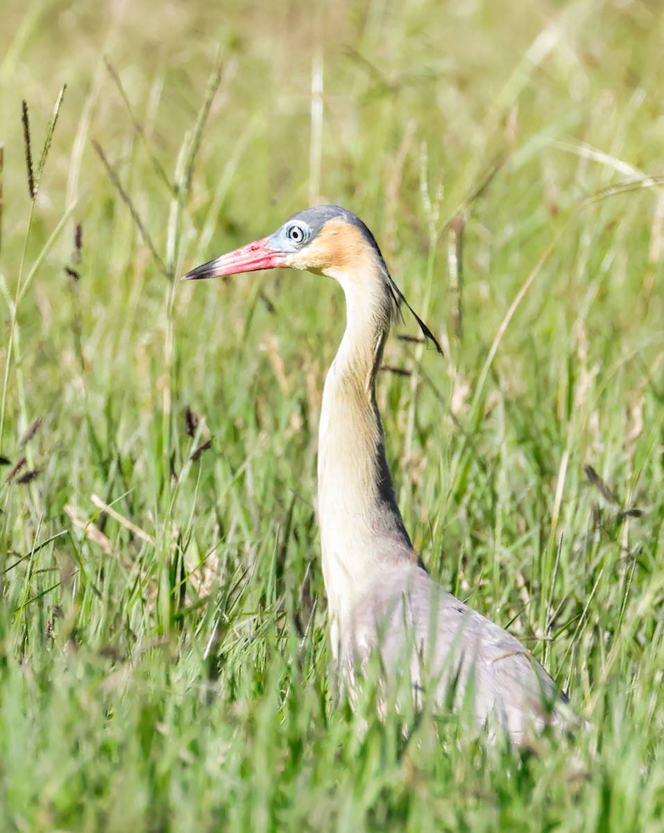 Whistling Heron - Anonymous