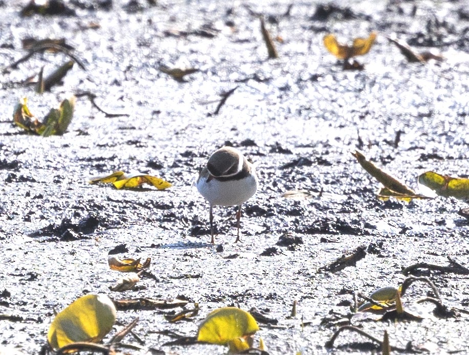 Semipalmated Plover - Robert Bochenek