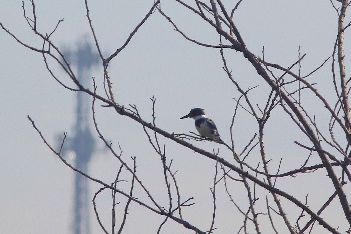 Belted Kingfisher - Anthony  Popiel