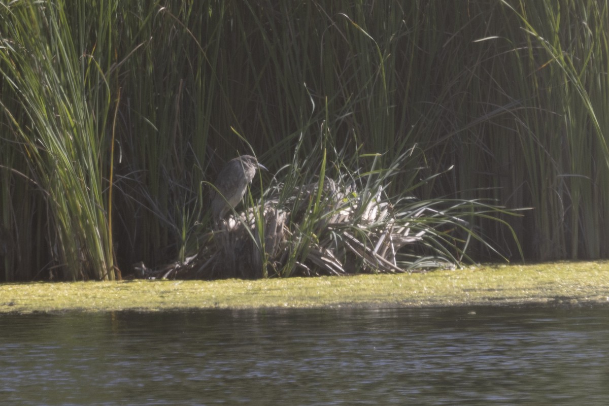 Black-crowned Night Heron - Loni Ye