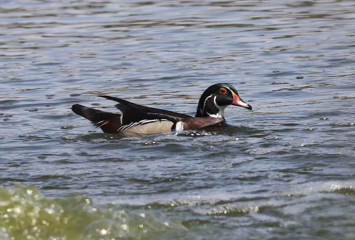 Wood Duck - Marco Bouchard