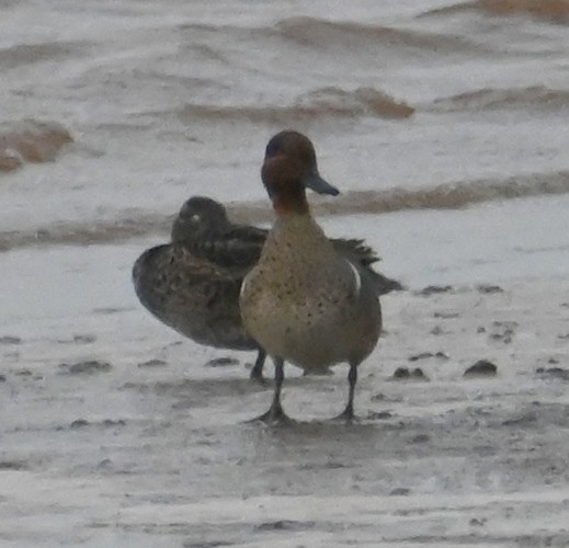 Green-winged Teal - ML619301066