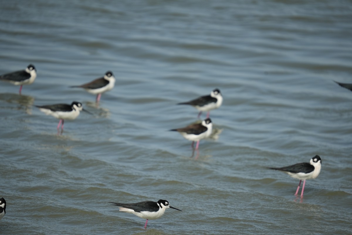 Black-necked Stilt - ML619301070