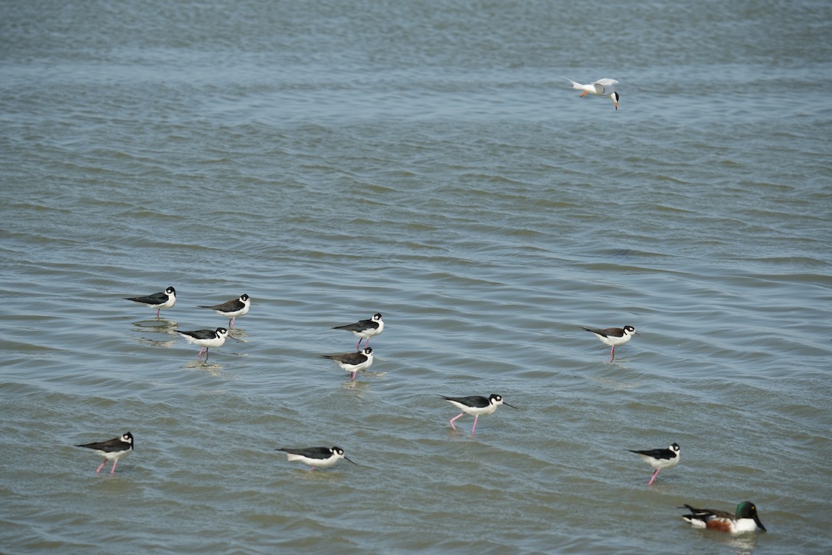 Black-necked Stilt - ML619301071