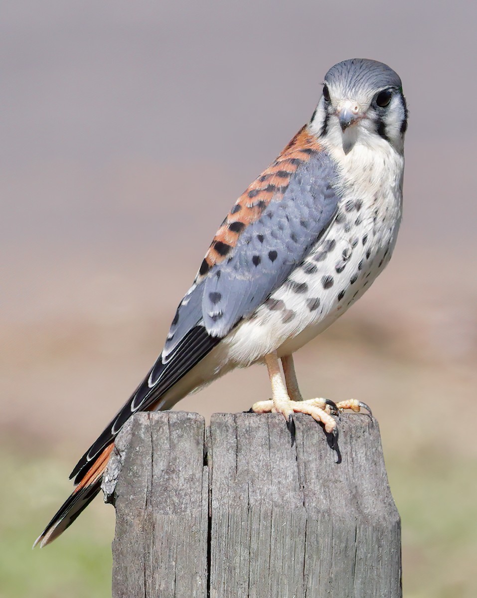 American Kestrel - Anonymous