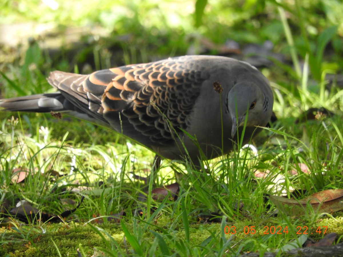 Oriental Turtle-Dove - ML619301083