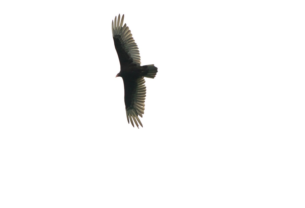 Turkey Vulture - Christian Scheibe