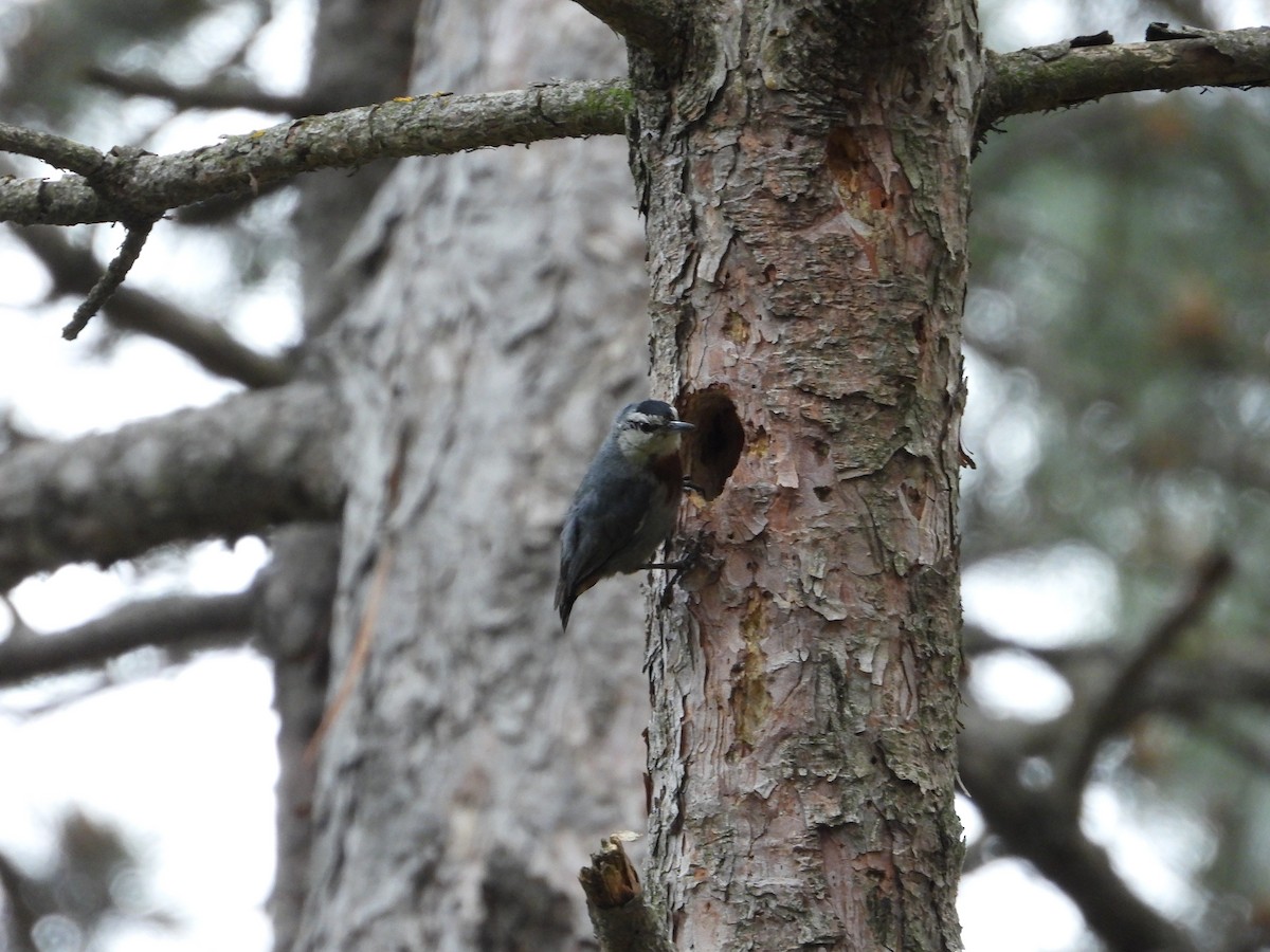 Krüper's Nuthatch - Josip Turkalj