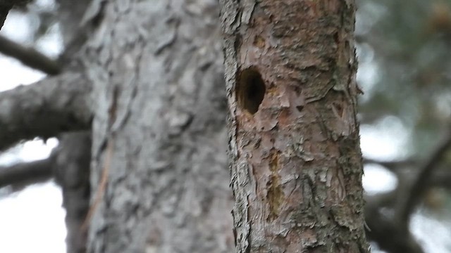 Krüper's Nuthatch - ML619301099