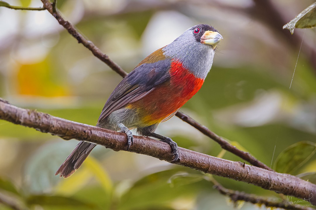 Toucan Barbet - Juan Carlos Lopez Mejia