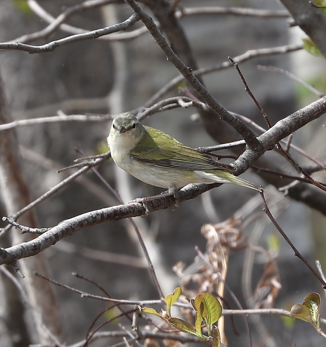 Tennessee Warbler - Marco Bouchard