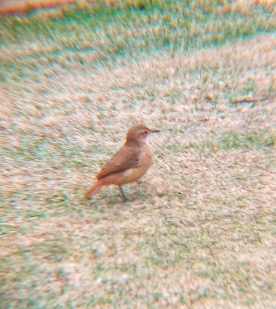 Rufous Hornero - Lucas Almeida