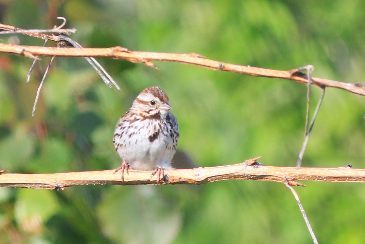 Song Sparrow - Anthony  Popiel