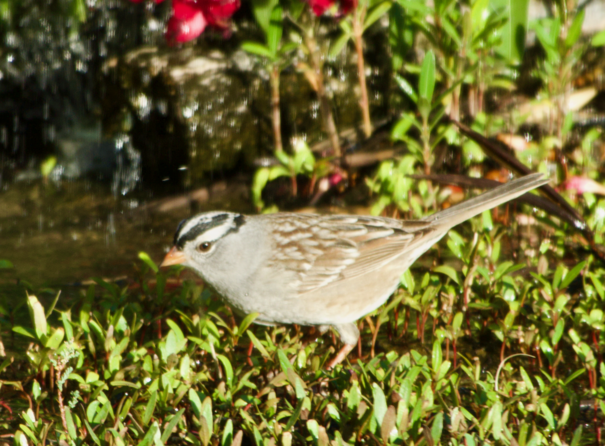 White-crowned Sparrow (Gambel's) - ML619301131