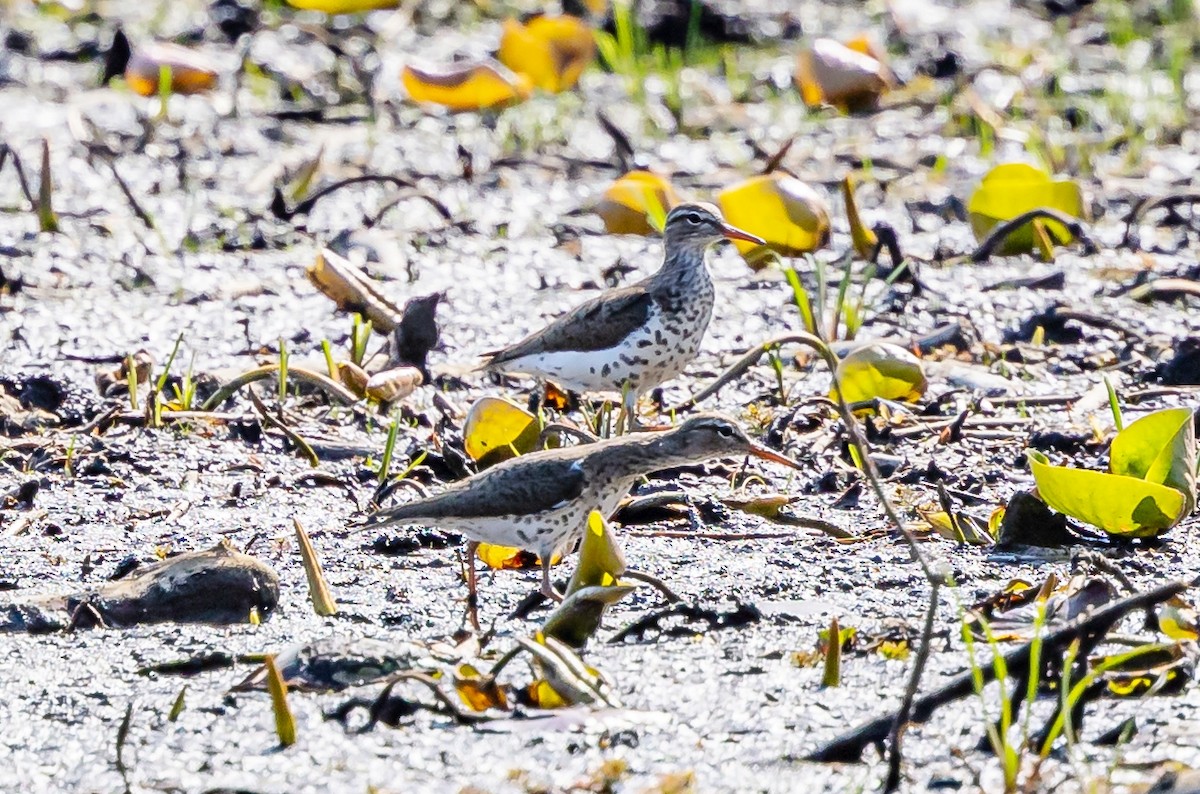 Spotted Sandpiper - Robert Bochenek