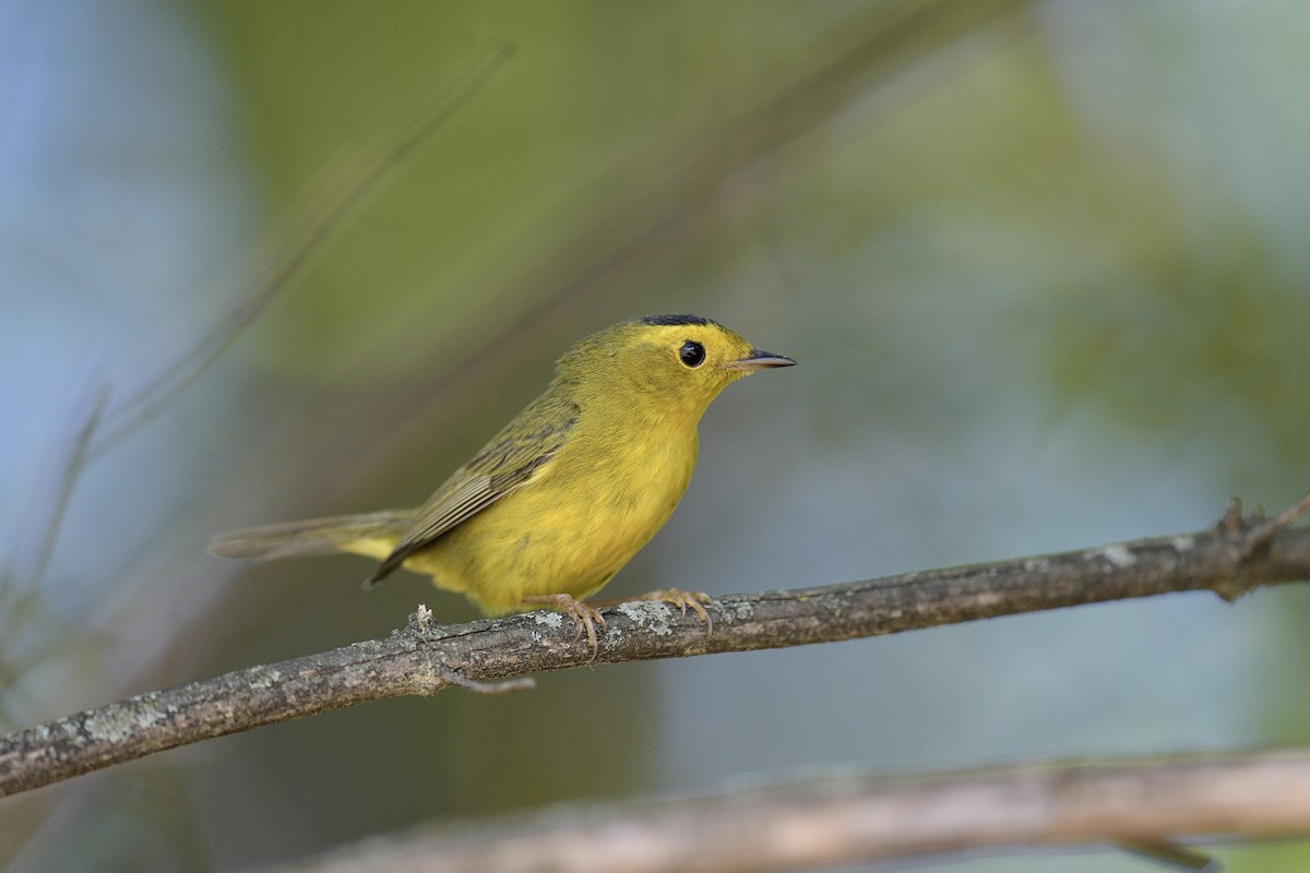 Wilson's Warbler - Jackie Elmore