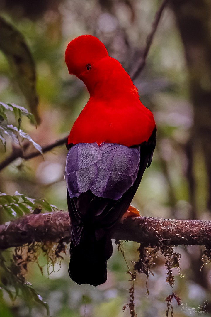 Andean Cock-of-the-rock - Juan Carlos Lopez Mejia