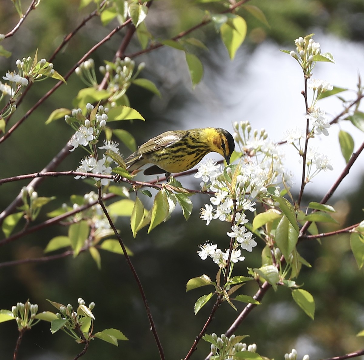 Cape May Warbler - Marco Bouchard