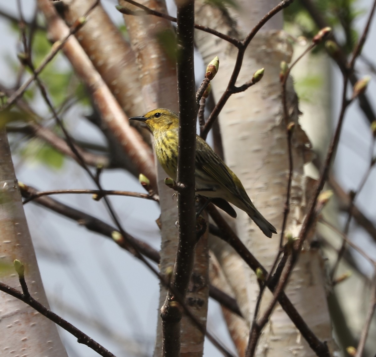 Cape May Warbler - Marco Bouchard