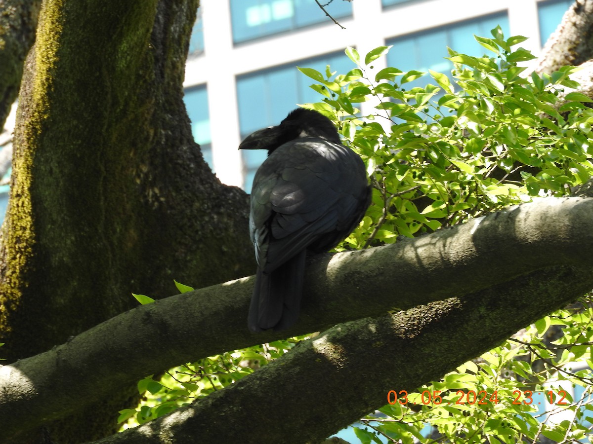 Corbeau à gros bec - ML619301197