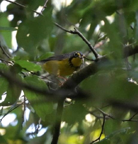 Canada Warbler - Scotty Lofland