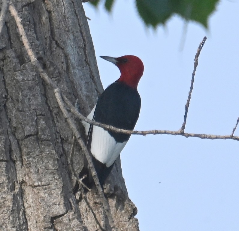 Red-headed Woodpecker - ML619301201