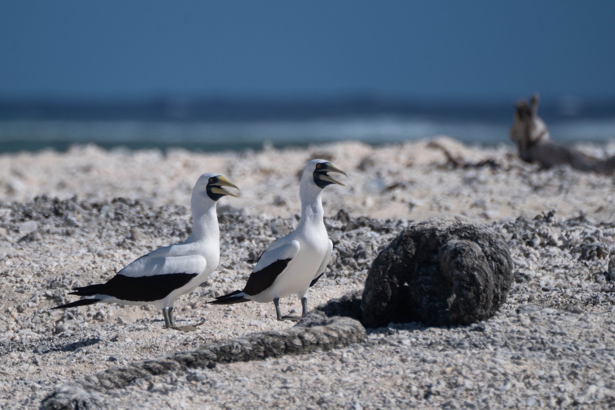 Masked Booby - ML619301217