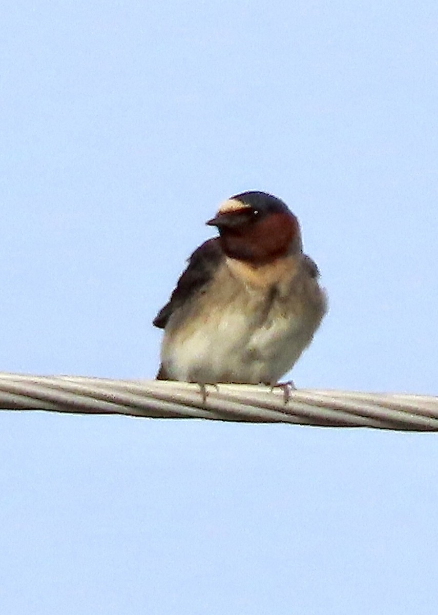 Hirondelle à front blanc - ML619301222