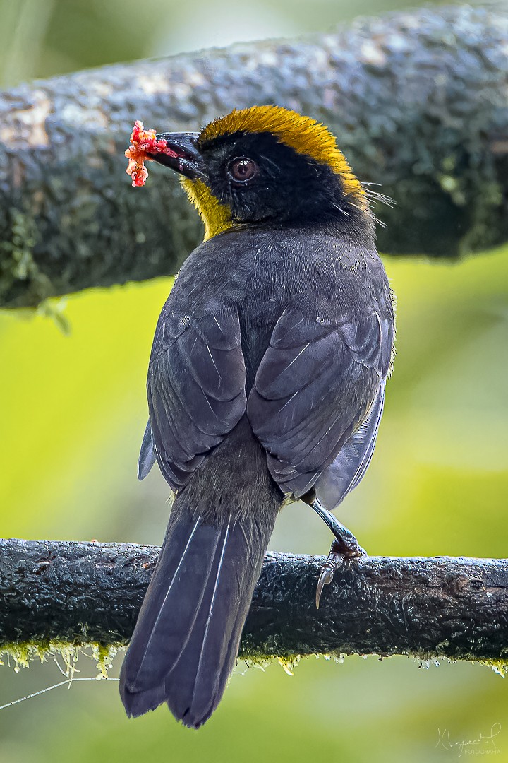Tricolored Brushfinch - Juan Carlos Lopez Mejia