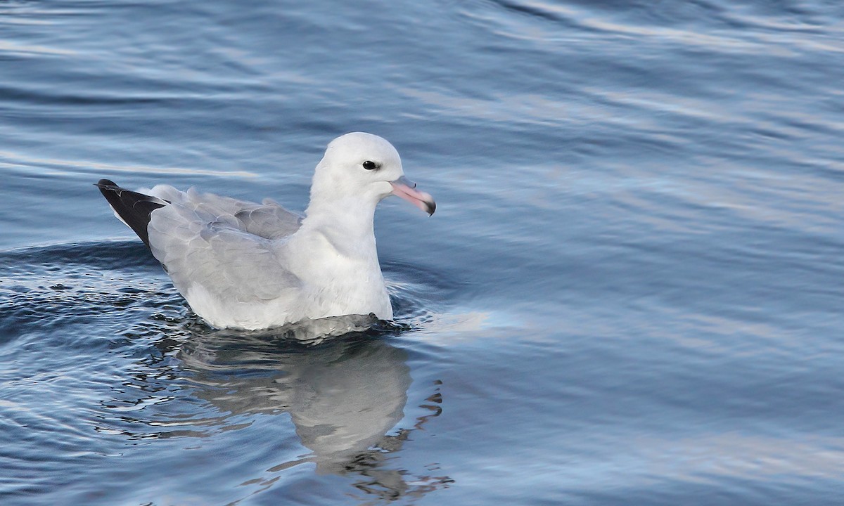 Southern Fulmar - Adrián Braidotti