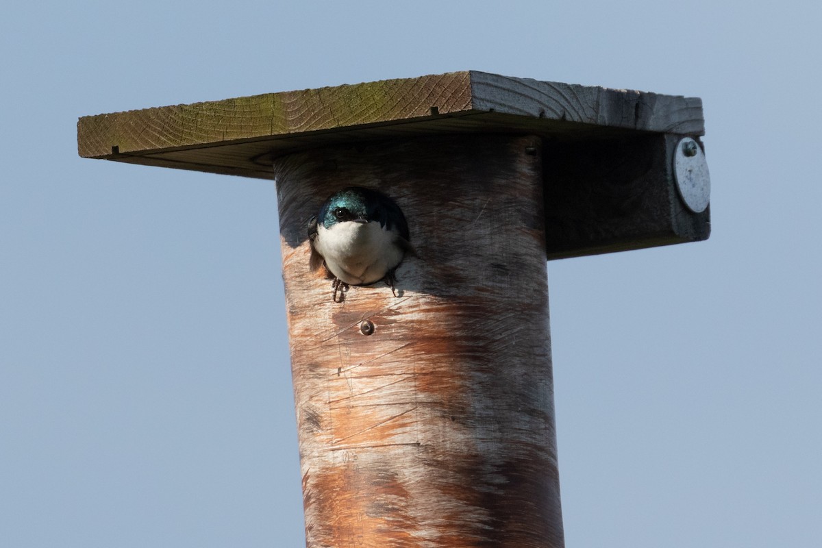 Tree Swallow - ML619301245