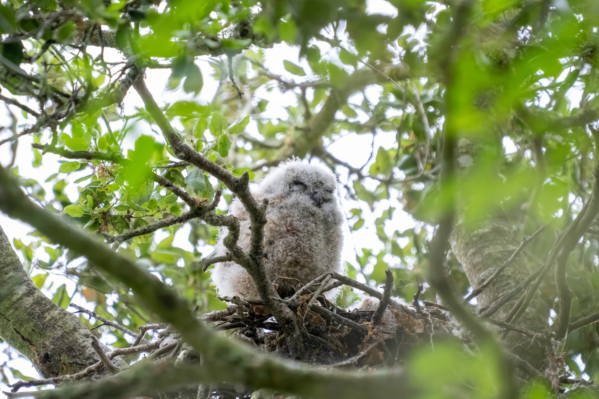 Great Horned Owl - ML619301247