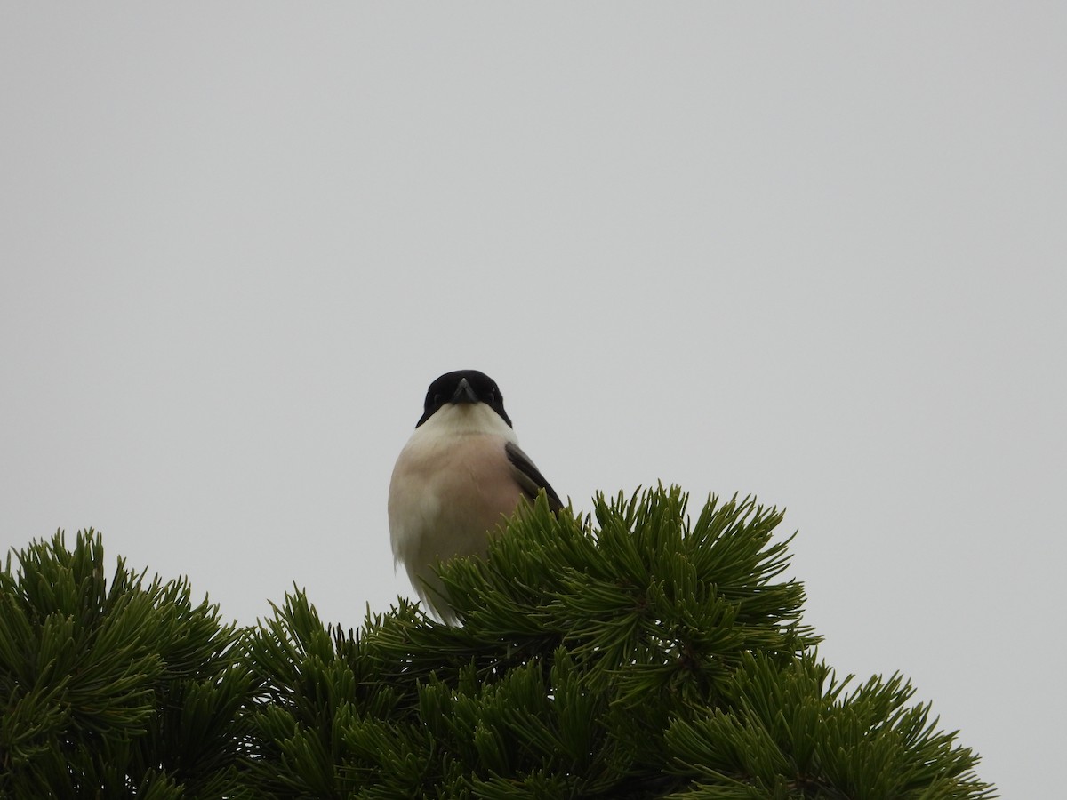 Lesser Gray Shrike - Josip Turkalj