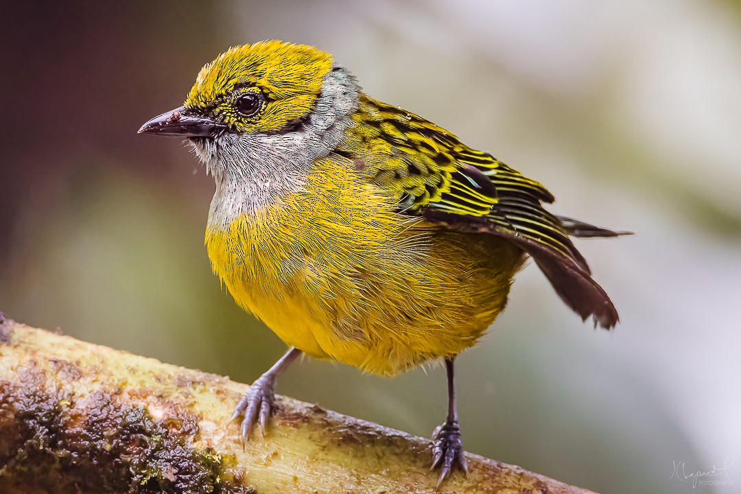 Silver-throated Tanager - Juan Carlos Lopez Mejia