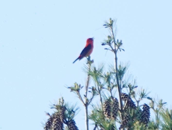 Scarlet Tanager - Peter Blancher