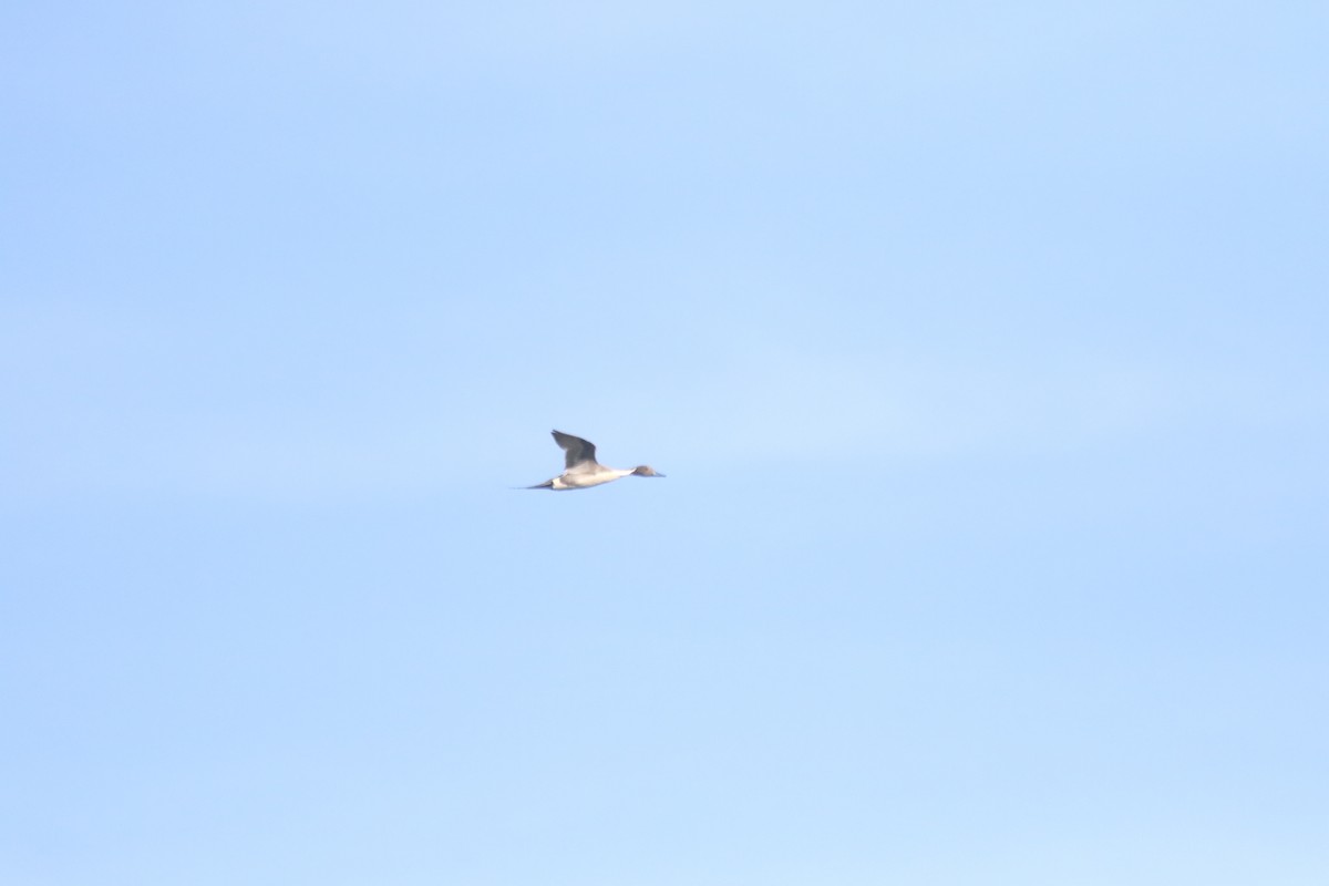 Northern Pintail - alan mauer